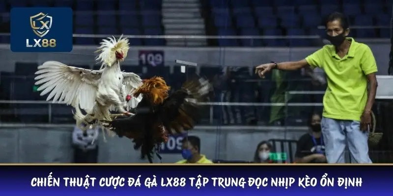 Chiến thuật cược đá gà LX88 tập trung đọc nhịp kèo ổn định