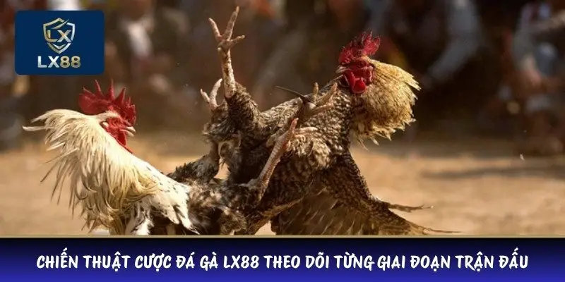 Chiến thuật cược đá gà LX88 theo dõi từng giai đoạn trận đấu